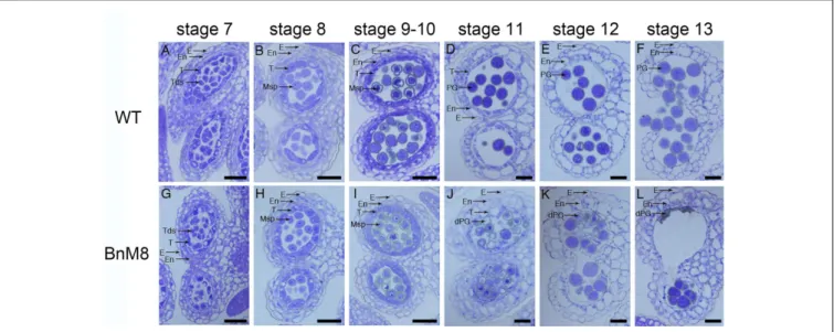 FIGURE 4 | Transverse semi-thin sections of anthers from the wild type and BnA9::BnaC.MAGL8.a plants