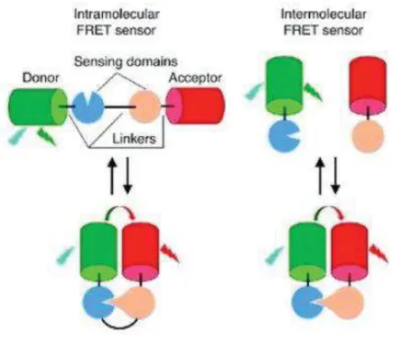 Figure 7 : Deux types de biocapteurs FRET : les biocapteurs FRET intramoléculaires et  intermoléculaires  [2] 