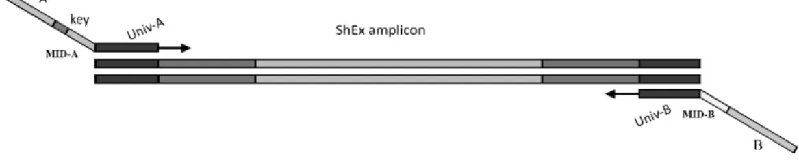 Figure 2. Scheme of the procedure for generating barcoded CG amplicons in oil palm hybrids