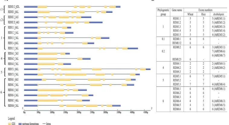 Fig. 4. Gene structure of the remorin (REM) gene family in wheat. (A) The exon–intron structures were determined by comparing the coding  sequences of TaREM genes and their corresponding genomic sequences