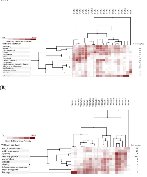 Figure S3: A gene expression analysis of twenty TaREM genes from published RNA- RNA-Seq  data  from  different  anatomical  parts  and  developmental  stages