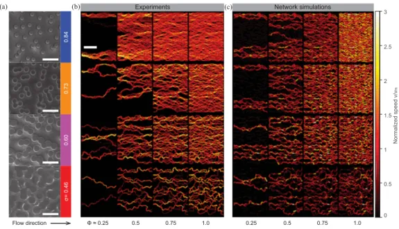 FIG. 1. Fluidization of a yield stress fluid in saturated porous media. (a) Images of microfluidic porous media channels