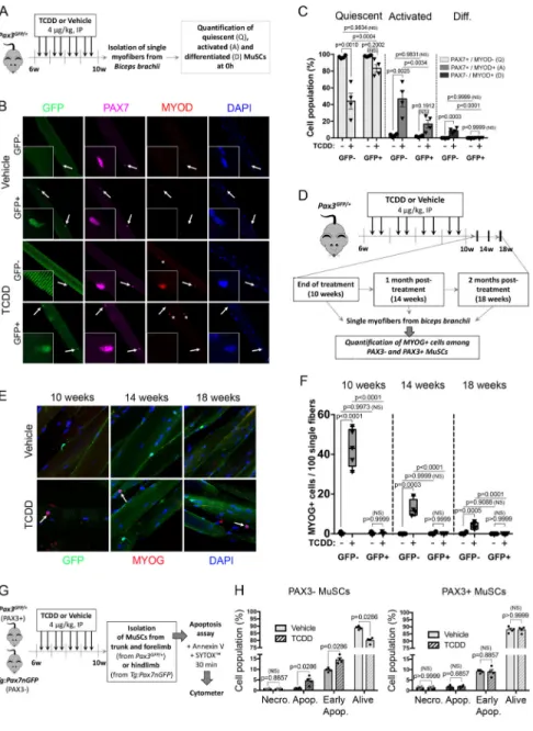 Figure 3. Bimodal response of MuSCs to TCDD correlates with PAX3 expression (A) Experimental design.