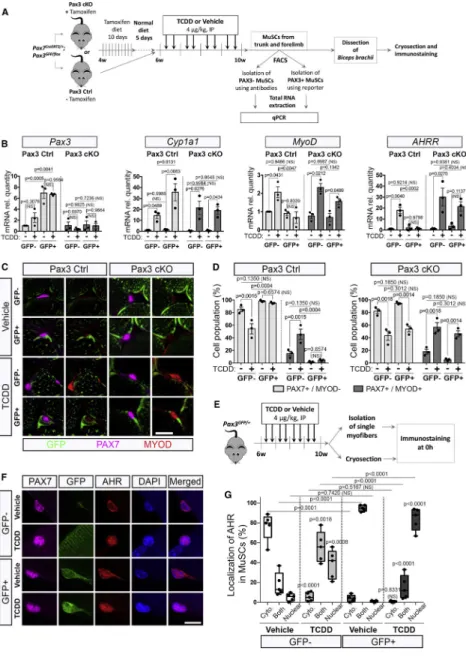 Figure 6. Impairing PAX3 expression leads to MuSC sensitization to TCDD.
