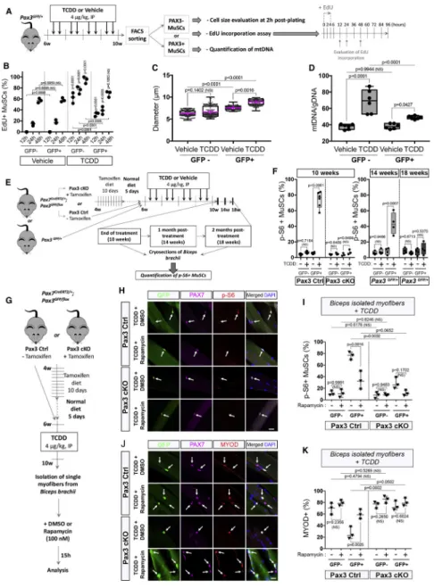 Figure 7. PAX3 expression controls the adaptive transition of quiescent MuSCs from G(0) to  G(alert) through the mTORC1 pathway under environmental stress.