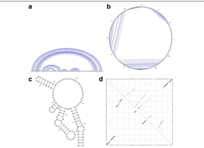 Fig. 1 Different representations of an RNA secondary structure. Sub-figure (a) depicts a linear arc diagram, sub-figure (b) a circular diagram, sub- sub-figure (c) a planar graph, and sub-sub-figure (d) a dot-plot diagram for the ancestral ncRNA region of 
