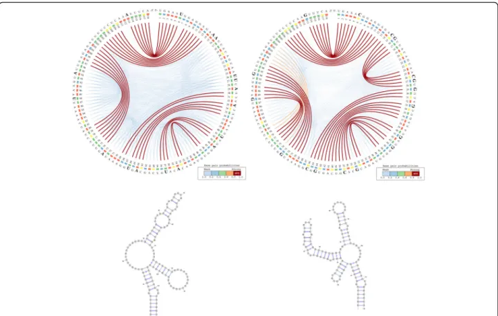 Fig. 2 CS 2 BP 2 -Plot (top) and planar graphs (bottom) for ancestral (left) and Denisovan (right) HAR1 secondary structures