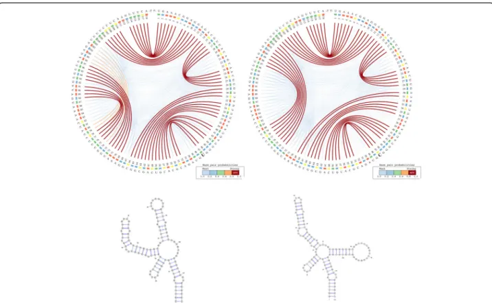 Fig. 3 - CS 2 BP 2 -Plot (top) and planar graphs (bottom) for Denisovan (left) and Human (right) HAR1 secondary structures