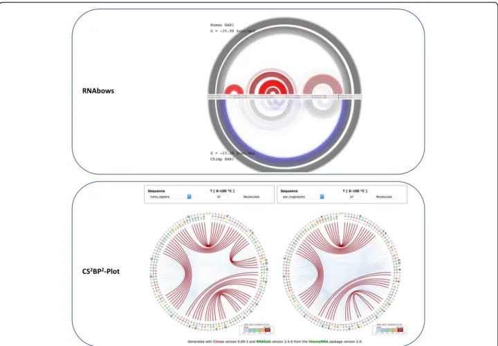 Fig. 4 The RNAbows (top) and CS 2 BP 2 -Plots (bottom) representations for the human and ancestral HAR1 secondary structures