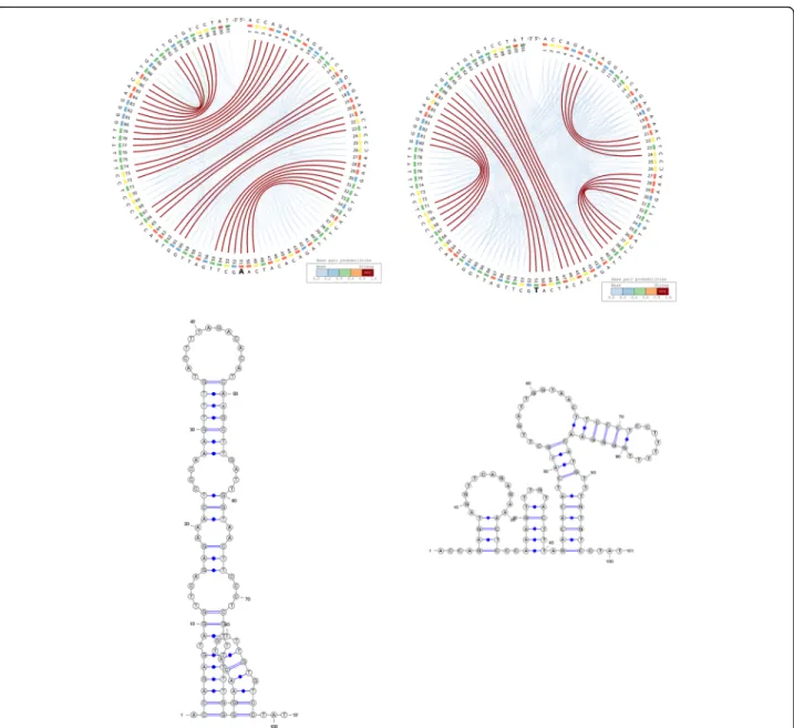 Fig. 7 The CS 2 BP 2 -Plots and planar graph diagrams of the sequence flanking an SNV in the 3 ’ UTR of SUB1