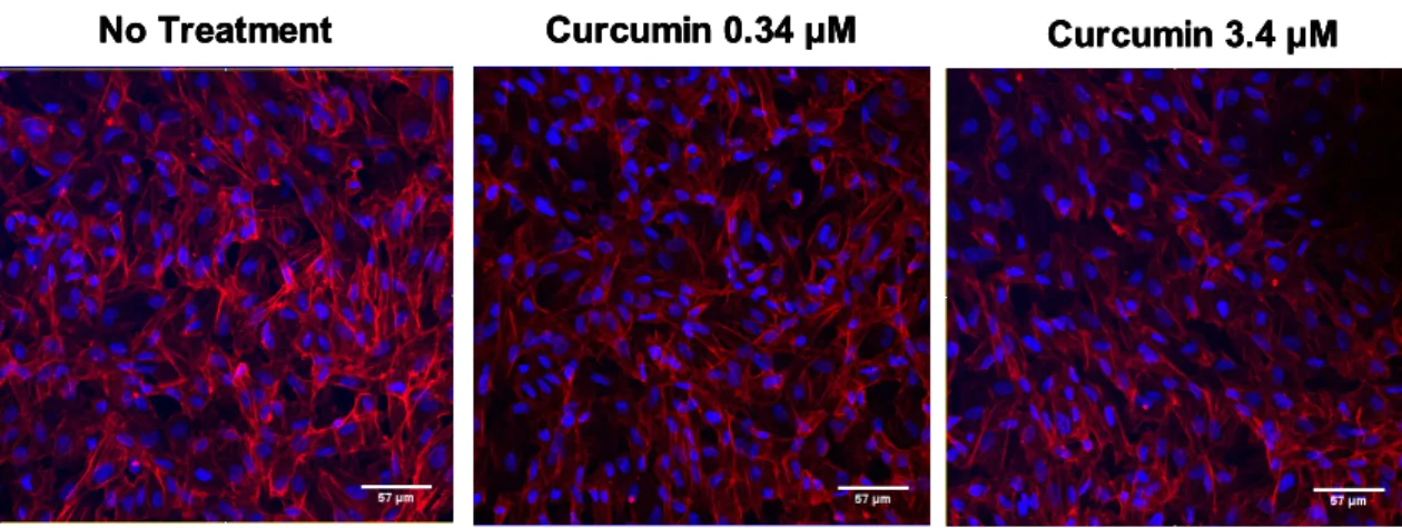 Figure 3. Effect of curcumin on the morphology of ARPE-19 cells. Representative images of DAPI/ 