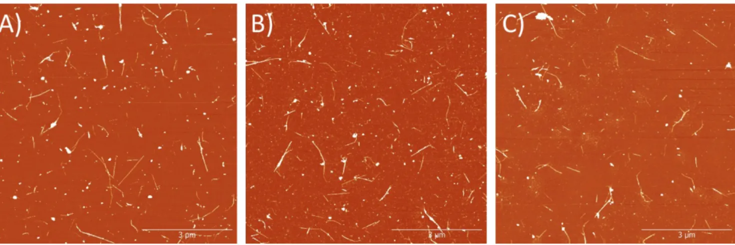 Figure S4: Representative AFM images from 3 independent samples of the purified PEI-coated BNNT-1 tubes