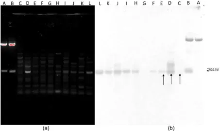 Figure 3. SCAR-2 primer products detection using gel electrophoresis and Southern blot
