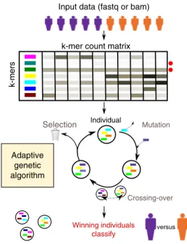 Fig. 1 Overview of the GECKO algorithm. Input fastq or bam ﬁ les from two or more conditions are transformed into a matrix of k-mer counts across all samples