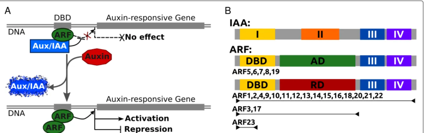 Fig. 1 Model of auxin transduction pathway and schematic representation of the ARF and Aux/IAA structures as found in Arabidopsis thaliana.