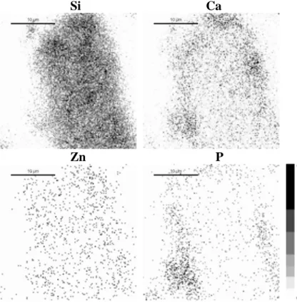 Figure 5. Elemental maps of a SiO 2 -CaO-5%ZnO (Zn5) glass particle after three days of interaction  with the biological fluid