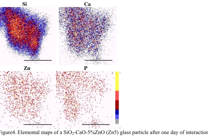 Figure 5. Elemental maps of a SiO 2 -CaO-5%ZnO (Zn5) glass particle after three days of interaction     with biological fluids