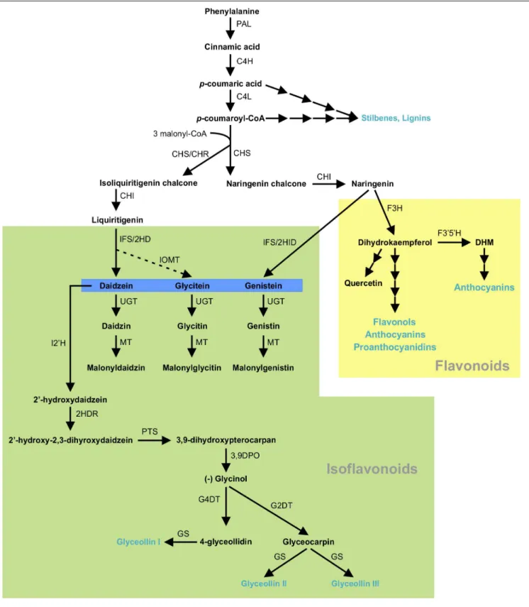 FIGURE 1 | (Iso)flavonoid biosynthesis pathway in soybean. The multiple arrows indicate multiple steps in the pathway and the dotted arrow indicates speculated steps
