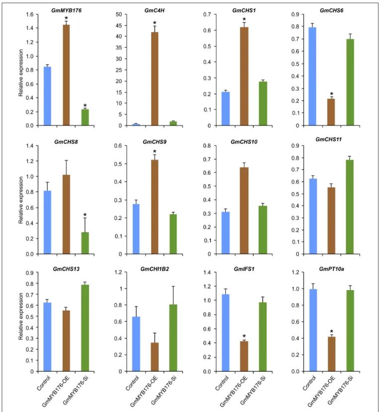 FIGURE 4 | Expression analysis of candidate phenylpropanoid genes in GmMYB176-Si, GmMYB176-OE and control hairy roots