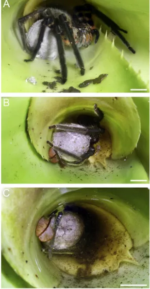 Fig. 1. Shoot of Aechmea bracteata with the coat of silk (A), the spider and behind, its egg sac (B)