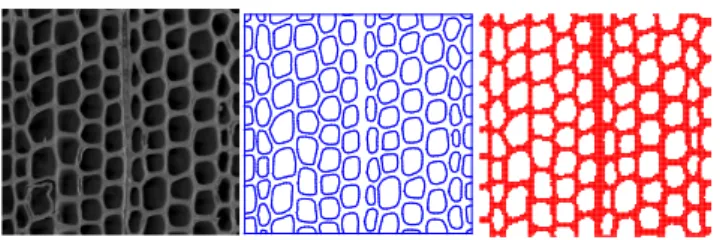 Fig. 2 The vectorial image processing used to build a grid of material points from an anatomical image of wood