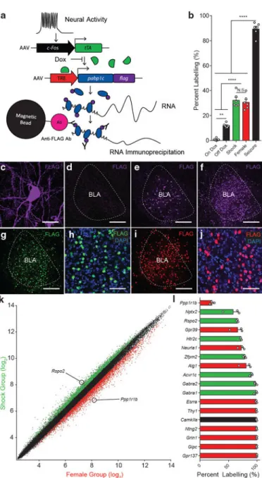 Figure 1. Activity-dependent transcriptional profiling of BLA neurons