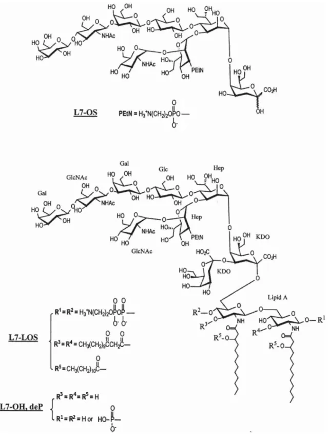 Fig. 1    Structures of truncated (L7-OS) and full-length (L7-OH,deP) oligosaccharides of N