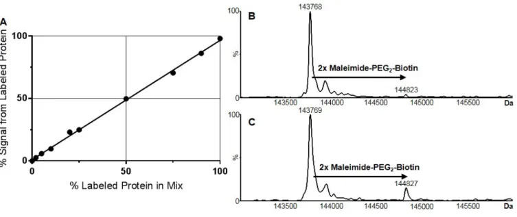 Figure S1. (A) Amount of labeled SigmaMAb observed in the deconvoluted mass spectrum  when 0% labeled SigmaMAb and 98% labeled SigmaMAb were mixed in various ratios