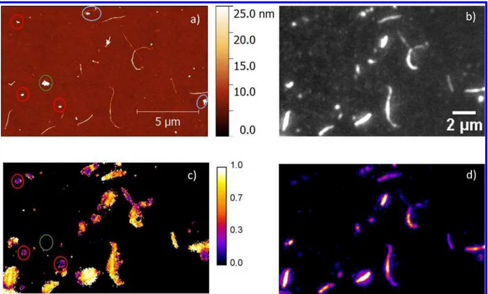 Figure 6. Correlated AFM (a) and polarized excitation fluorescence microscopy images 