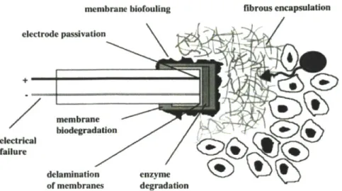 Figure  1.3:  Schematic  illustration  of  an  amperometric  glucose  sensor  and  potential  sources  of declining sensor signals  [15].