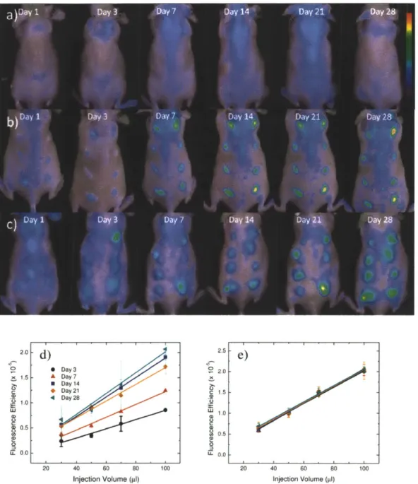 Figure 2.3: Time  evolution of macrophage  response to injected  materials  fluorescently imaged.