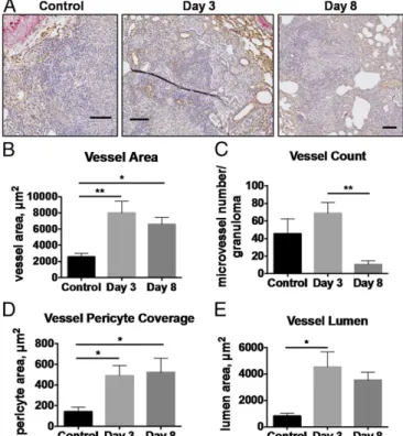 Fig. 4. Bevacizumab treatment normalizes granuloma-associated vessel structure. (A) Vessel endothelial cells (CD31, brown), associated pericytes ( α SMA, pink), and the lumen were quantified in granulomas in tissue  sec-tions from rabbits treated with beva