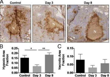 Fig. 6. Bevacizumab treatment reduces hypoxia in rabbit granulomas. (A) Immunohistochemical sections of rabbit granulomas were quantified for necrosis (N) and hypoxia (brown) via pimonidazole staining, as shown in representative images