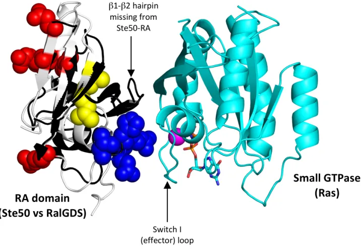 FIGURE S2: Location of the functional interfaces of Ste50-RA domain mapped in this study relative to  the canonical interaction mode of RA domains with small GTPases