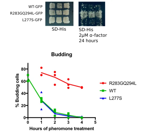 FIGURE S5: GFP tagged proteins retain their respective phenotypic cell cycle arrest. 