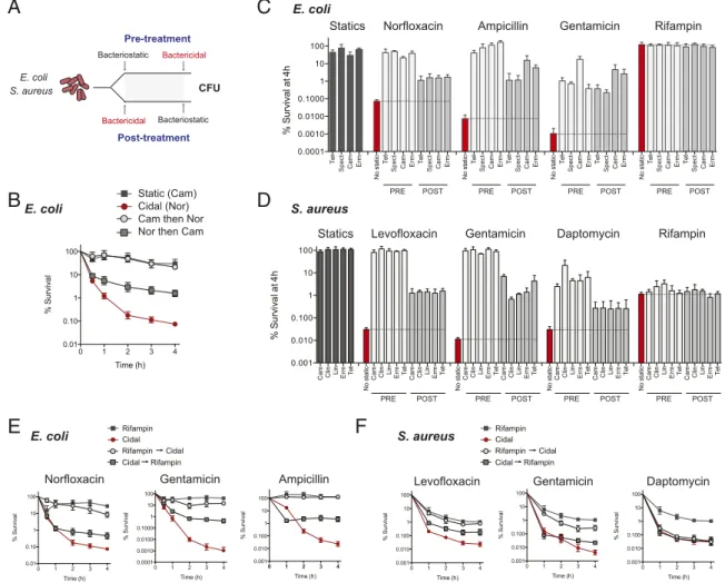 Fig. 2. Bacteriostatic antibiotics disrupt bactericidal lethality. (A) Time-kill analysis was performed on E