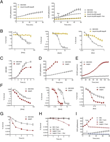 Fig. 5. Uncoupling of respiration enhances bacteri- bacteri-cidal killing. (A) Basal cellular respiration of Δ cyoA Δ cydB Δ appB was compared with WT MG1655 using optical density-matched inputs