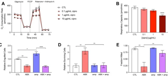 Figure 5. Direct actions of antibiotic treatment on immune cells inhibit phagocytic killing (A) Changes in macrophage oxygen consumption rate in control (CTL) and cells pre-treated  for 3 h with cipro, following electron transport chain uncoupling by 2 μM 
