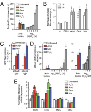Fig. 2. Antibiotics trigger physiologically relevant generation of H 2 O 2 . (A) Treatment of wild-type E