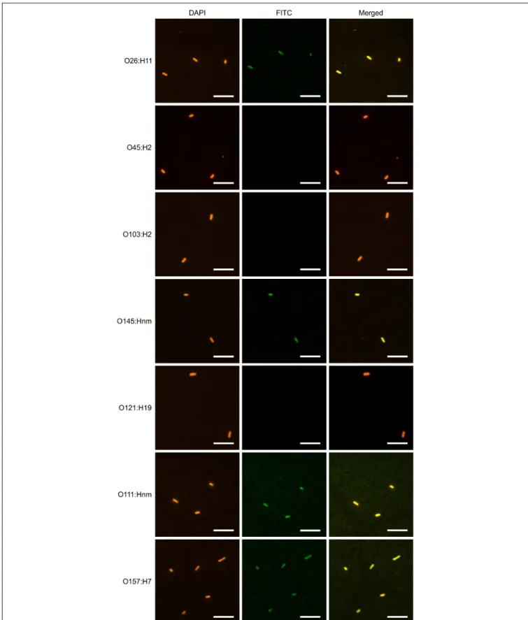 FIGURE 7 | V H H10-sIgA binds EHEC O145:Hnm, O26:H11, O111:Hnm, and O157:H7. Shown are confocal images visualizing the binding of the seven most prevalent strains of EHEC with V H H10-sIgA