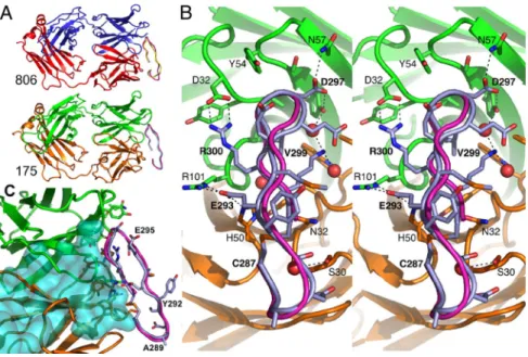 Fig. 3. Crystal structures of EGFR 287–302 bound to the Fab fragments. (A) Cartoons of Fab806 (Upper), with the light chain (red), heavy chain (blue), bound peptide  (yel-low), and the superposed EGFR 287–302 from EGFR (purple) and Fab175 (Lower), with the