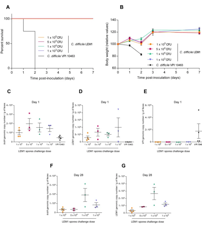 Figure 6. C. difficile LEM1 strain lacks virulence in germ-free mice