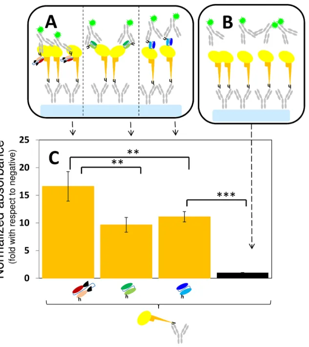 Fig 4. The binding of antibody fragments to GP: ELISA type II. (A) The specific binding of GP to Fab-KZ52, scFv-13C6, and scFv-13F6 was evaluated in ELISA experiments in which rGP (yellow oval with orange stalk) was attached to assay surfaces treated with 
