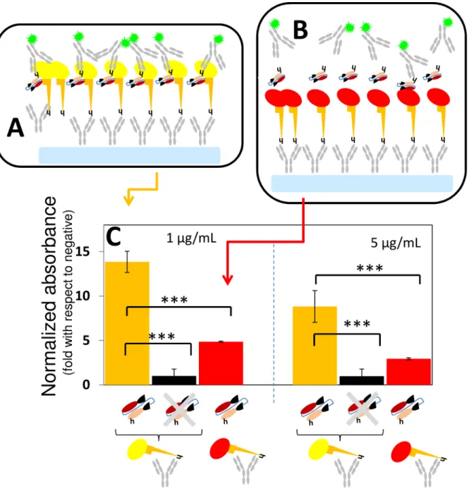 Fig 5. Binding activities of Fab-KZ52 to GP and HA-RBD in ELISA type II experiments. (A) The binding activity of Fab-KZ52 to GP was evaluated in ELISA experiments where a layer of anti-histidine IgGs (grey Ys) was first dispensed on the surface of assay we