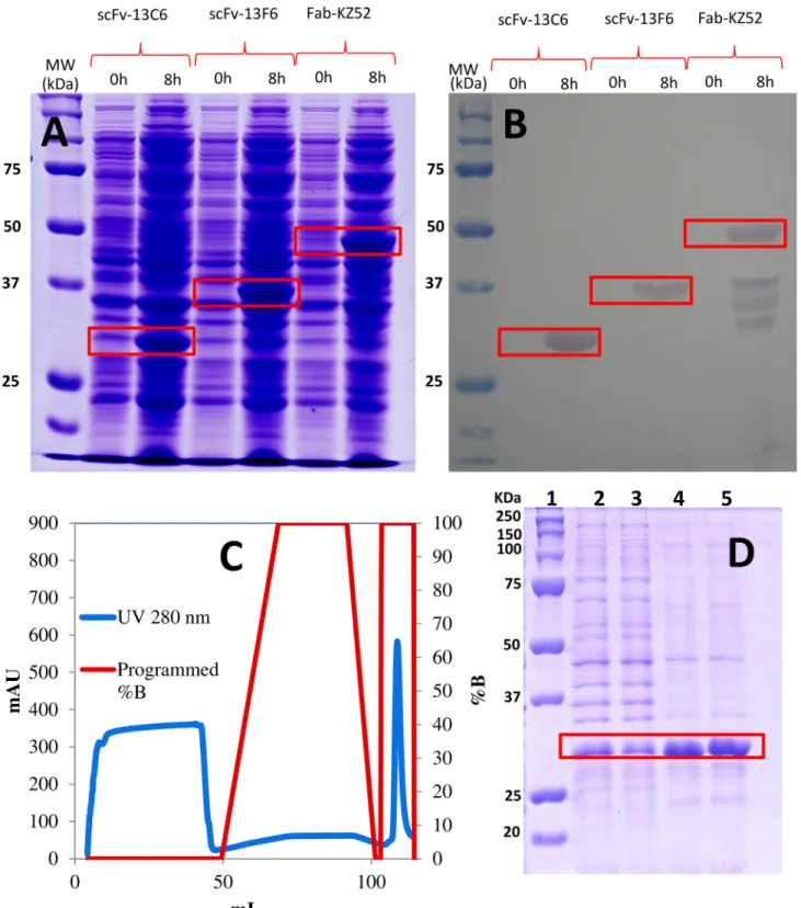 Fig 2. Production of antibody fragments in E . coli cultures. (A) SDS-Page gel showing the protein expression profile in E 