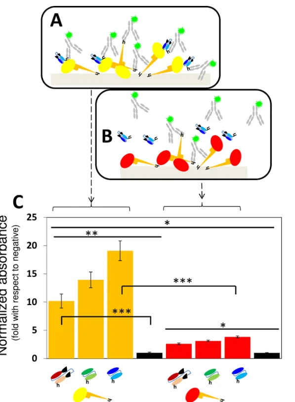 Fig 3. The binding of antibody fragments to GP: ELISA type I. (A) The specific binding of GP to Fab-KZ52, scFv-13C6, and scFv-13F6 was evaluated in ELISA experiments in which either rGP (yellow oval with orange stalk) or (B) HA-RBD (red oval with orange st