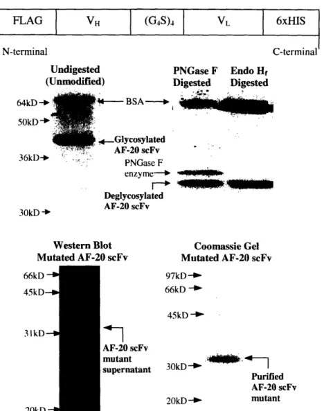 Figure  2.2  Secretion  and  Purification  of  AF-20  scFv.  The  top  panel  illustrated  the schematic of  the  secreted AF-20scFv