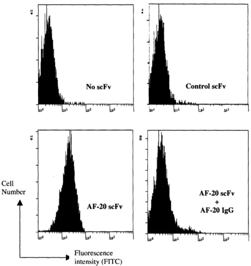 Figure 2.4 In-vitro Specific Binding of AF-20 scFv on the Surfaces of FOCUS Cells.