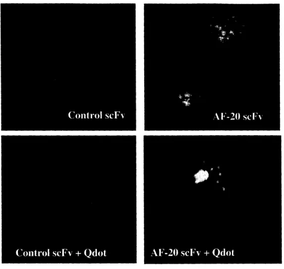 Figure  2.6  In-vitro  Internalization  Study  of  AF-20  scFv  into  FOCUS  Cells.  The abilities  of the  AF-20scFv to  internalize  by itself  and to  facilitate the  internalization of other  particles  into  the tumors  cells  were  studied.