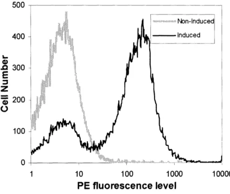 Figure 2.8 FACS  Histogram of the AF-20  scFv  Expression on Yeast  Surface. The  c- c-myc  tag  of the  non-induced and induced yeast populations was labeled  and stained with PE-conjugated  antibody